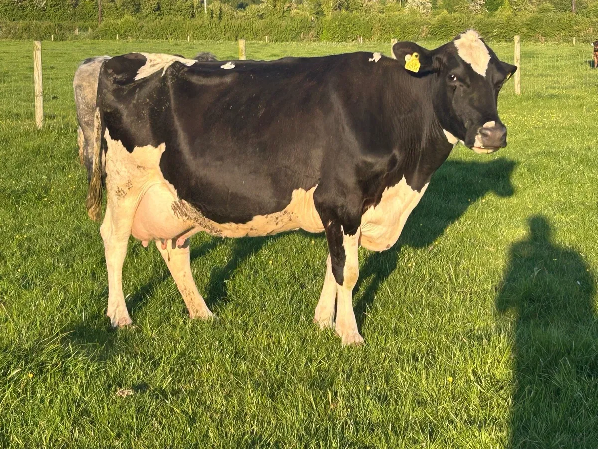 Friesan cow suitable to rear calf’s - Image 3