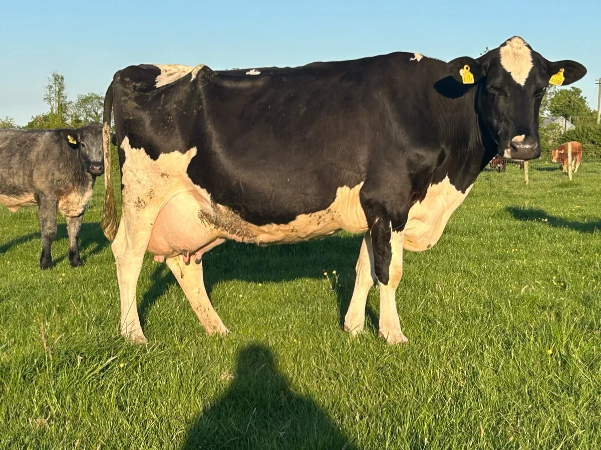 Friesan cow suitable to rear calf’s - Image 4