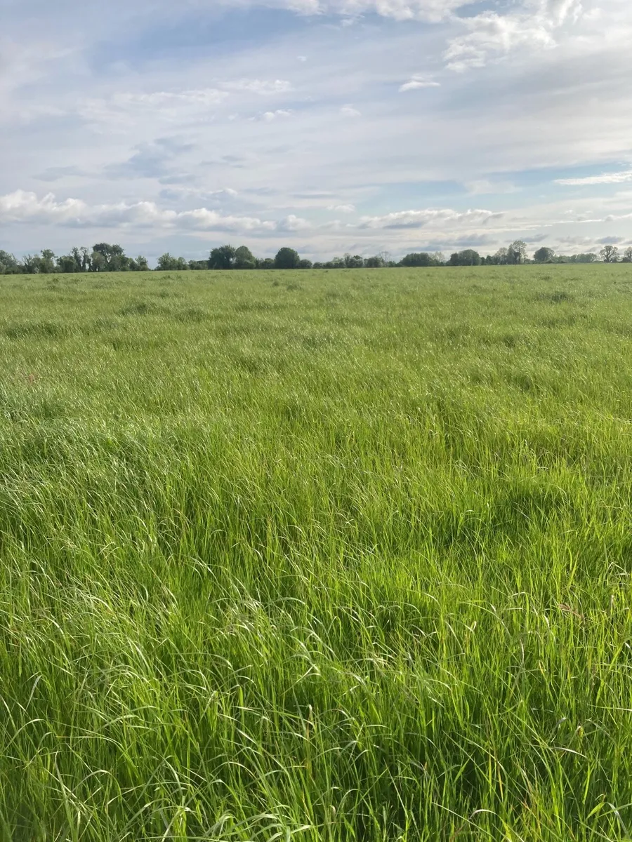 Silage ground - Image 1