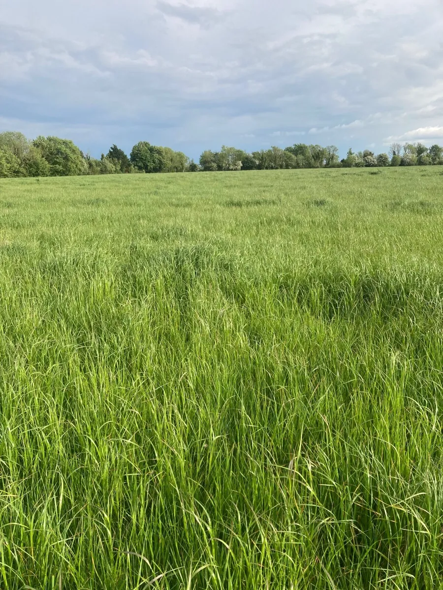 Silage ground - Image 2