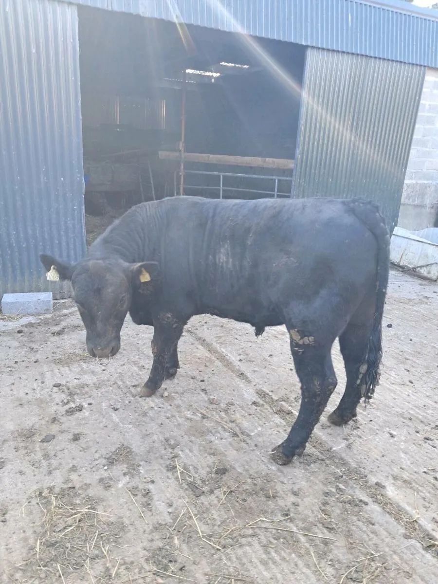 PB Angus bulls 2 - Image 1