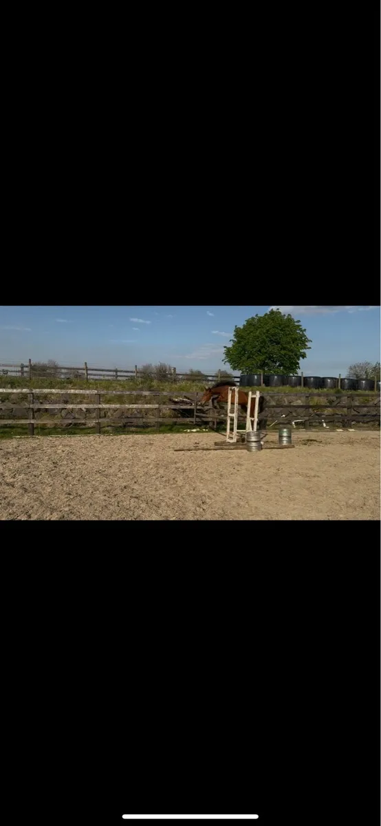 3 year old mare by echo bay - Image 1