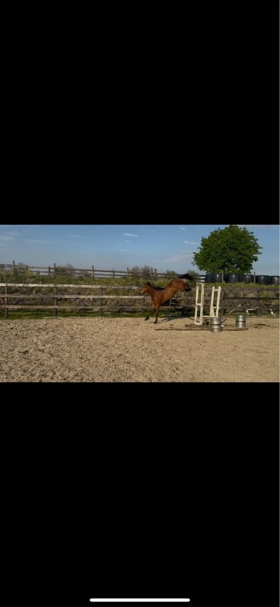 3 year old mare by echo bay - Image 2