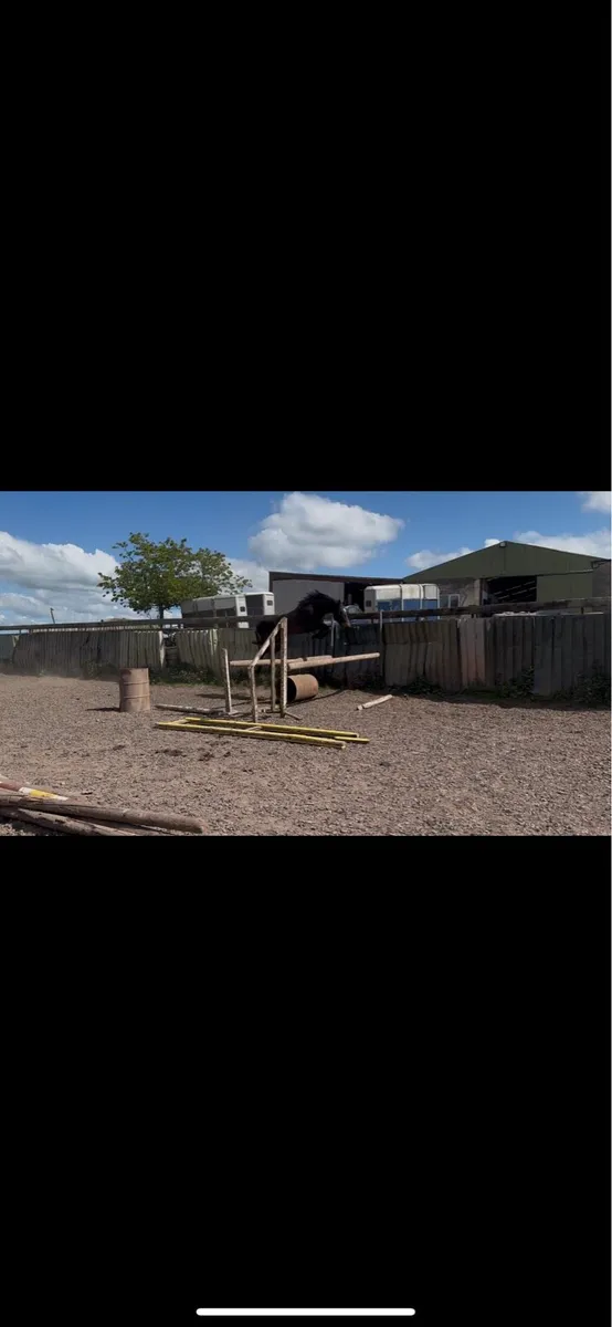 3 year old mare by Black Diamant - Image 2