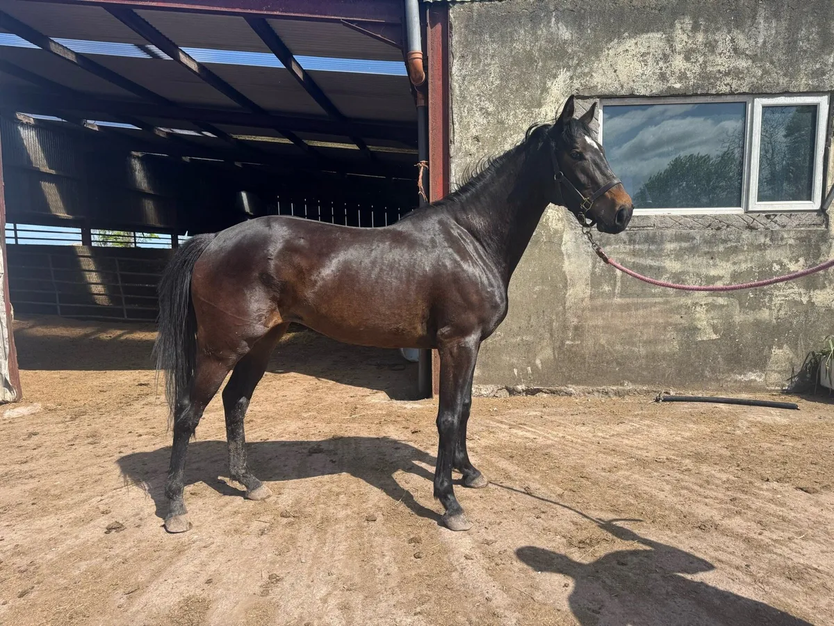 3 year old mare by Black Diamant - Image 1