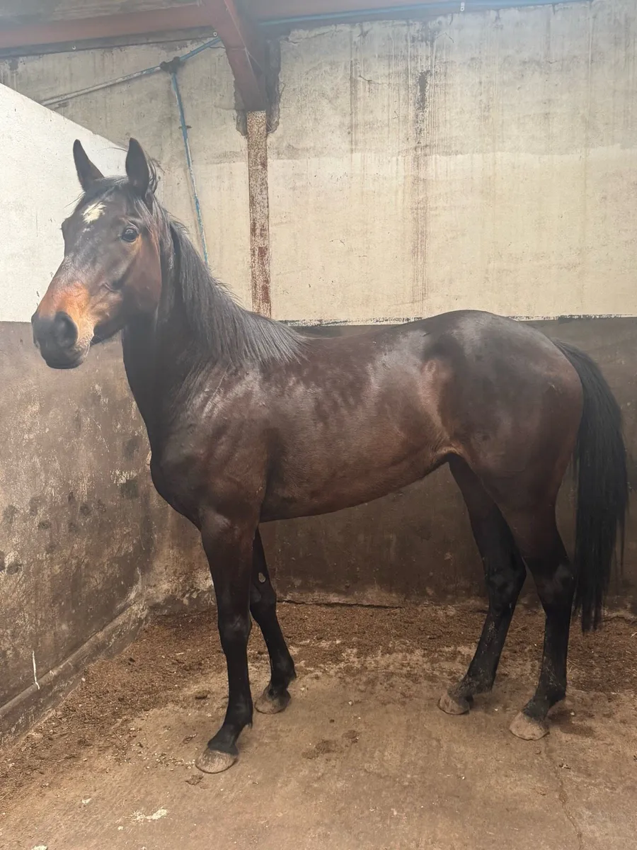3 year old mare by Black Diamant - Image 3