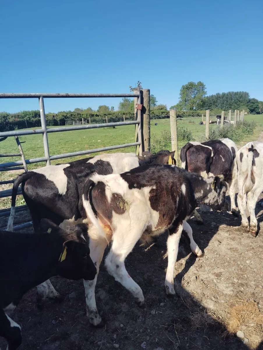 11 Friesian bull Weanlings for sale - Image 1