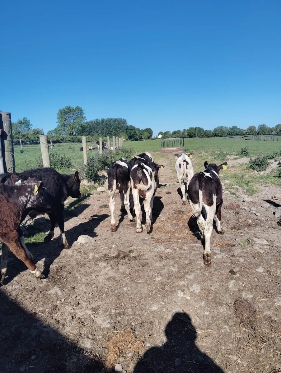 11 Friesian bull Weanlings for sale - Image 2