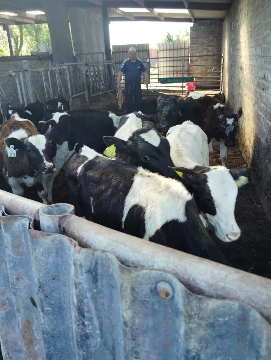 11 Friesian bull Weanlings for sale - Image 3