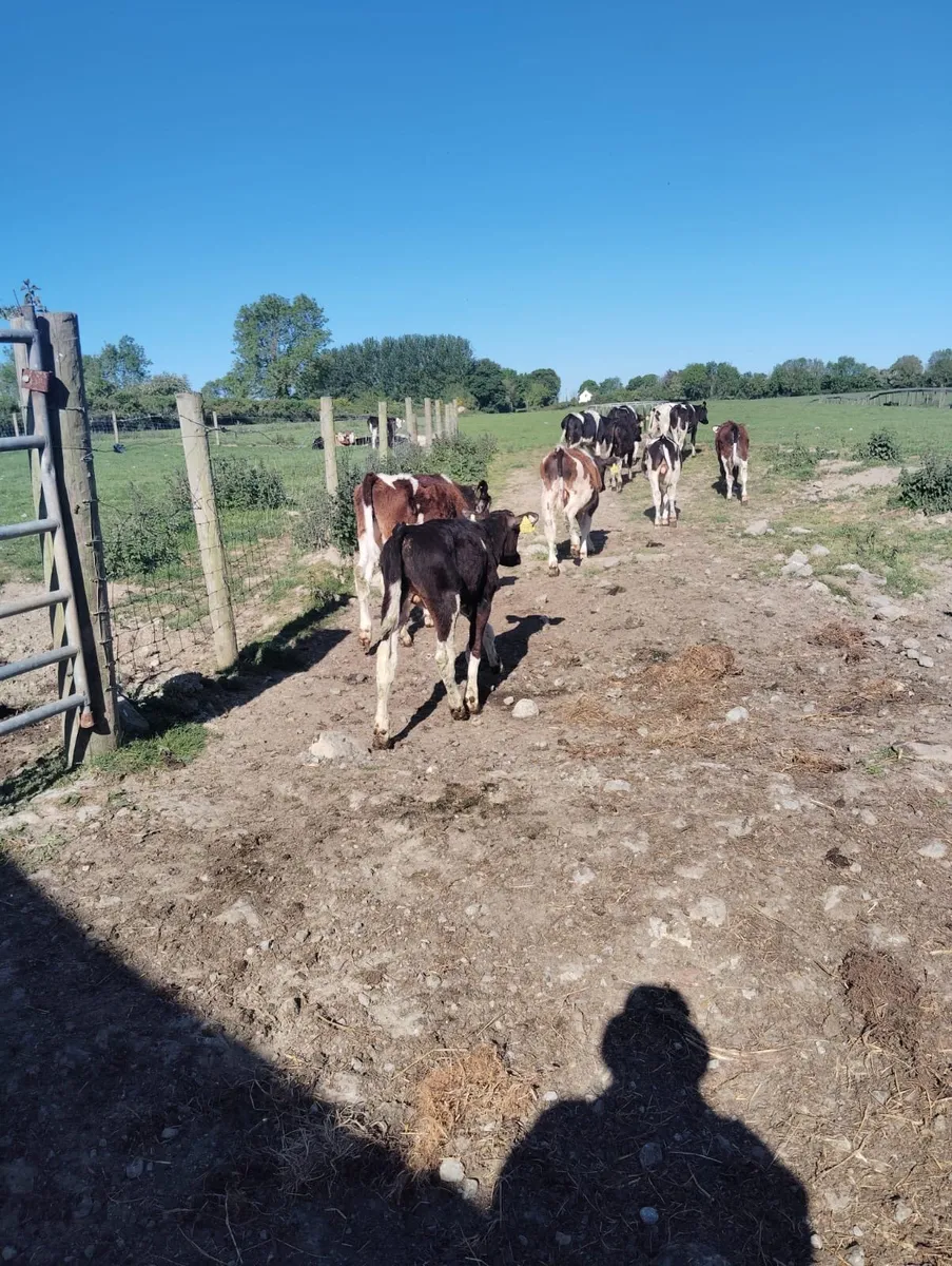 11 Friesian bull Weanlings for sale - Image 4