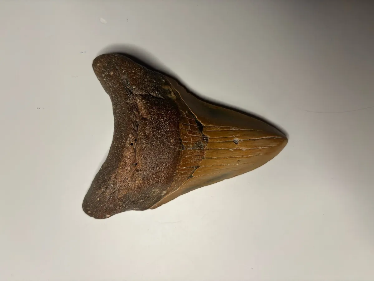 Megladon Tooth - Image 1
