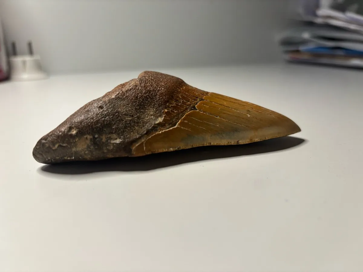 Megladon Tooth - Image 2