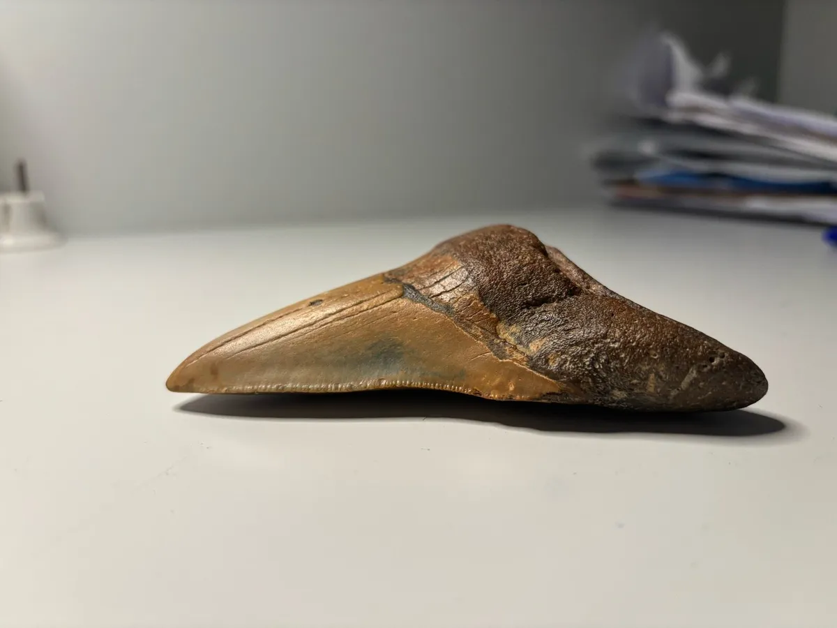 Megladon Tooth - Image 3