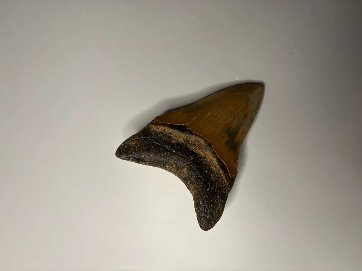 Megladon Tooth - Image 4