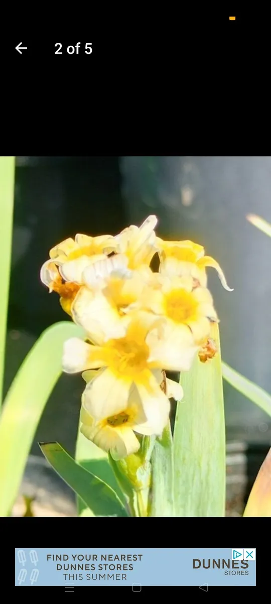 Yellow Mexican satin flower plant
Pale yellow-eyed - Image 3