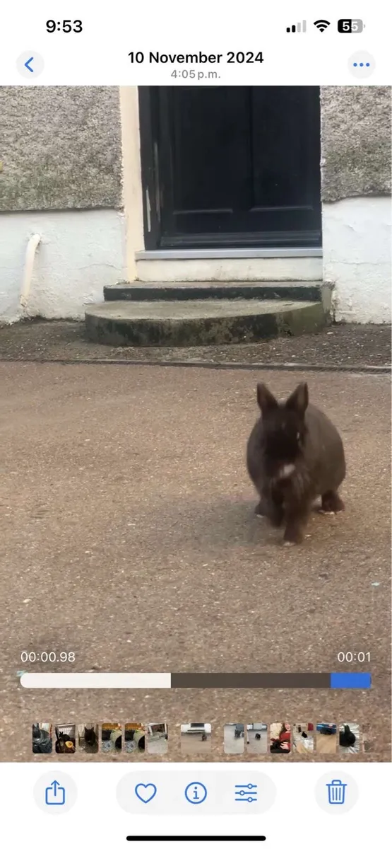 Netherland dwarf rabbits incl hutches & accesso - Image 2