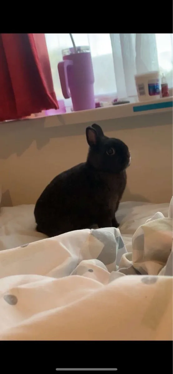 Netherland dwarf rabbits incl hutches & accesso - Image 1