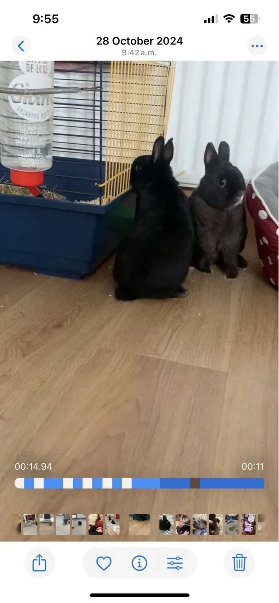 Netherland dwarf rabbits incl hutches & accesso - Image 3