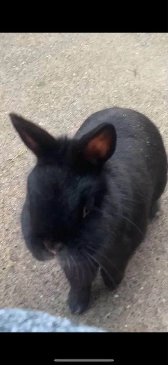 Netherland dwarf rabbits incl hutches & accesso - Image 4