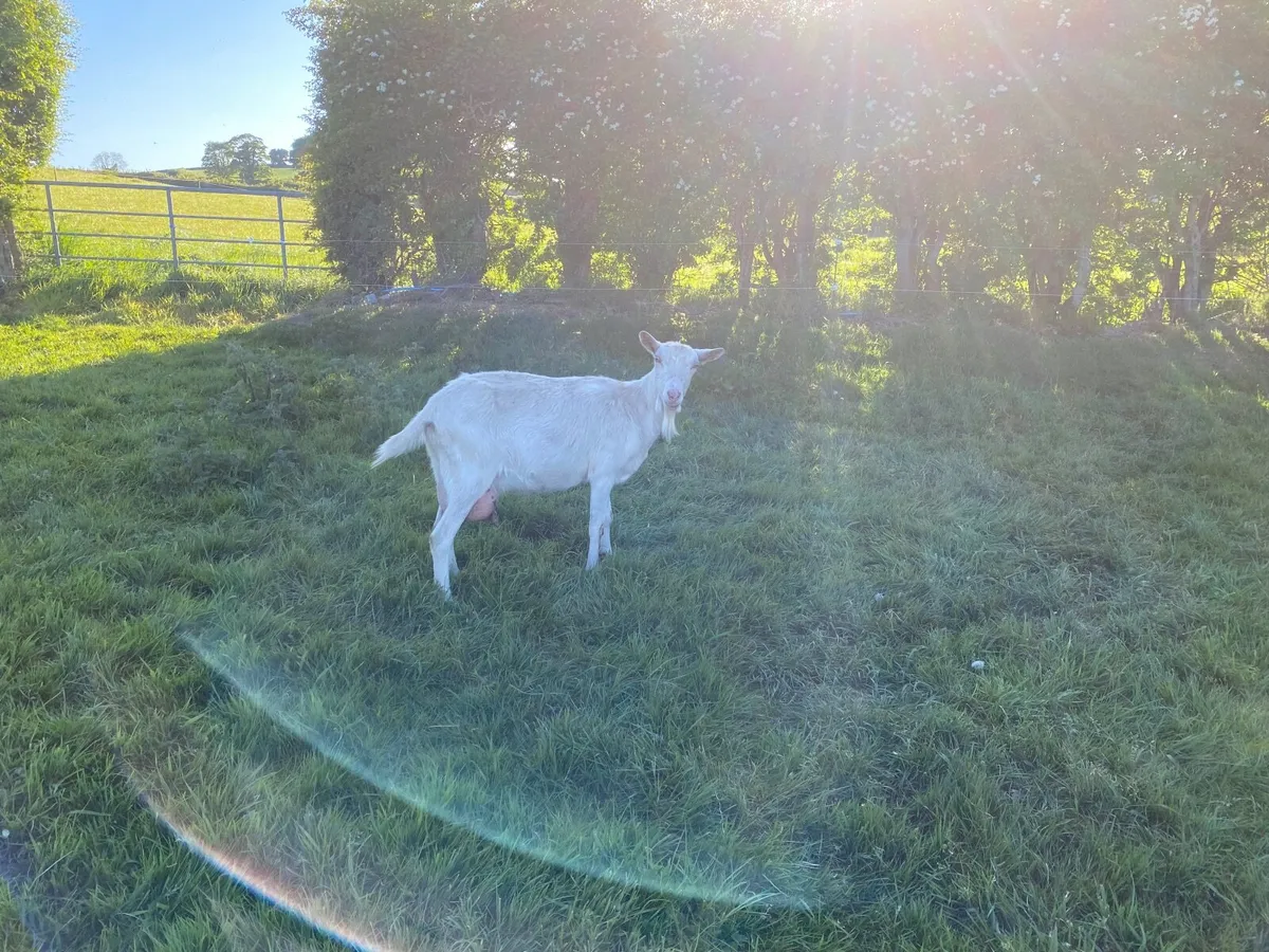 WHITE POLLY BRITISH SAANEN GOOD MILKING GOAT KIDED - Image 3