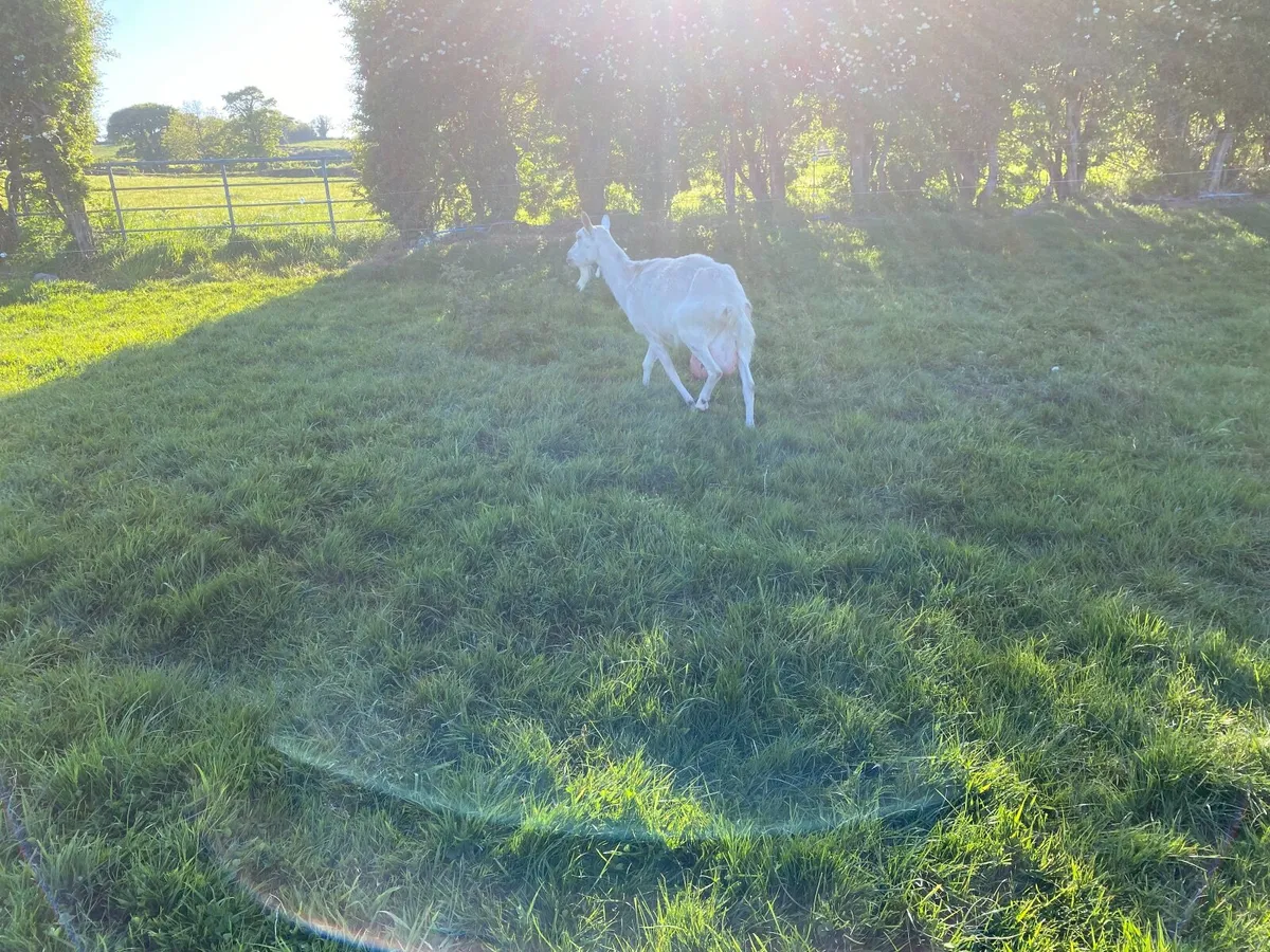 WHITE POLLY BRITISH SAANEN GOOD MILKING GOAT KIDED - Image 4