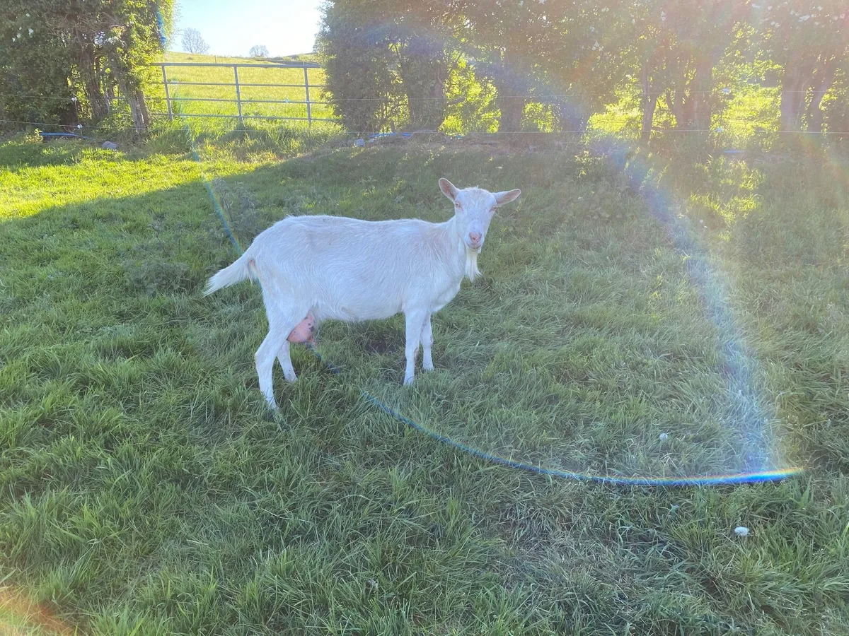 WHITE POLLY BRITISH SAANEN GOOD MILKING GOAT KIDED - Image 1