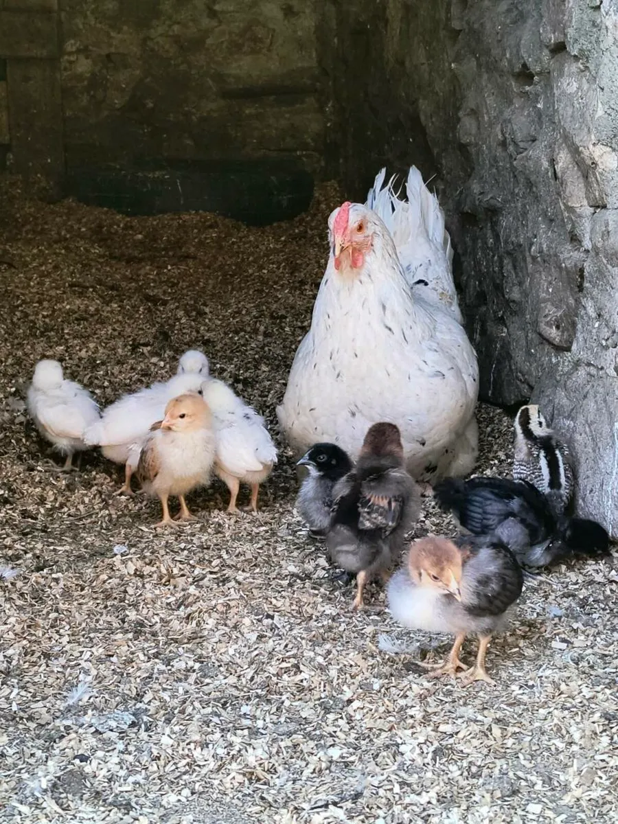 Chicks - Image 1