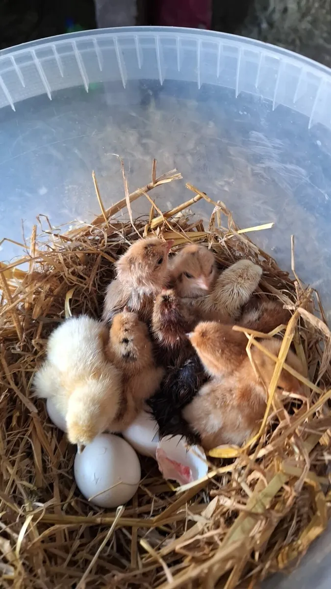 Chicks - Image 2