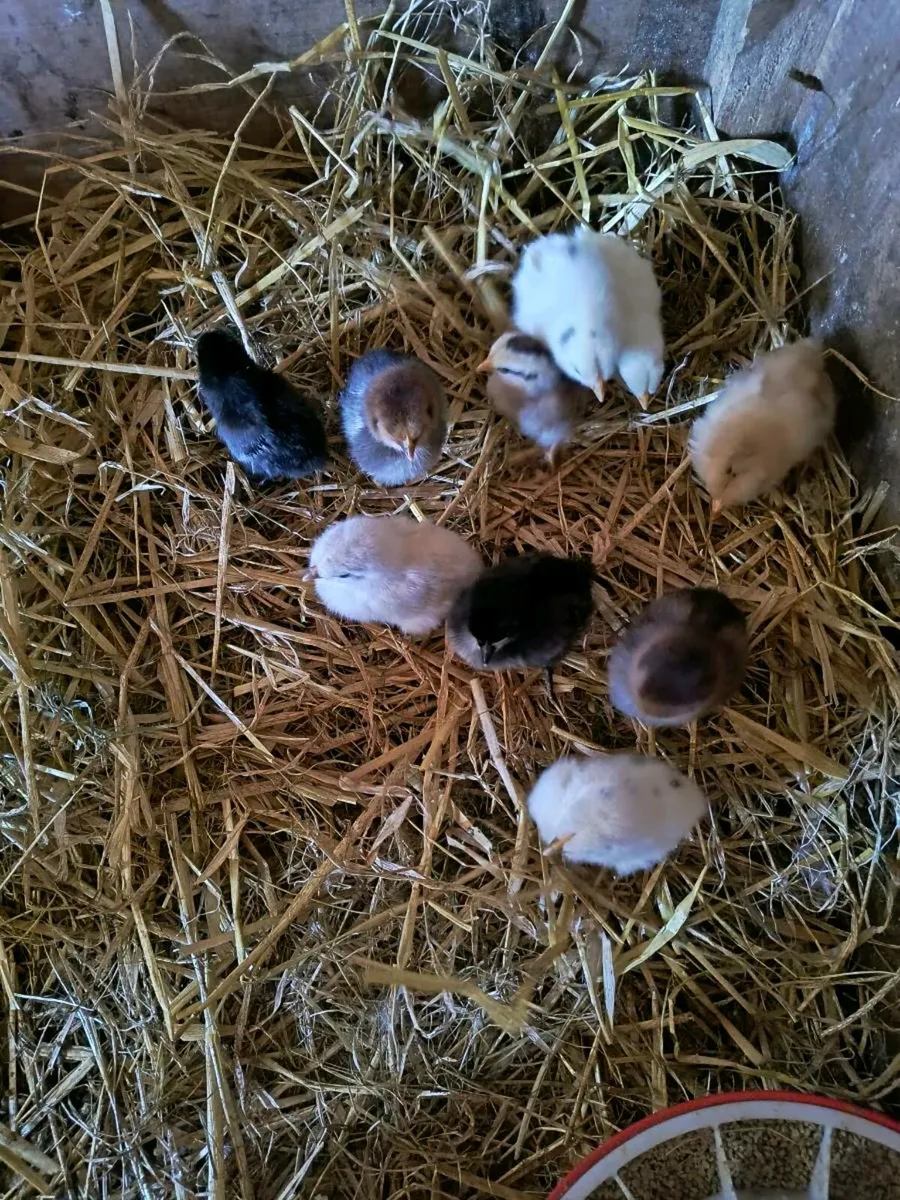 Chicks - Image 3