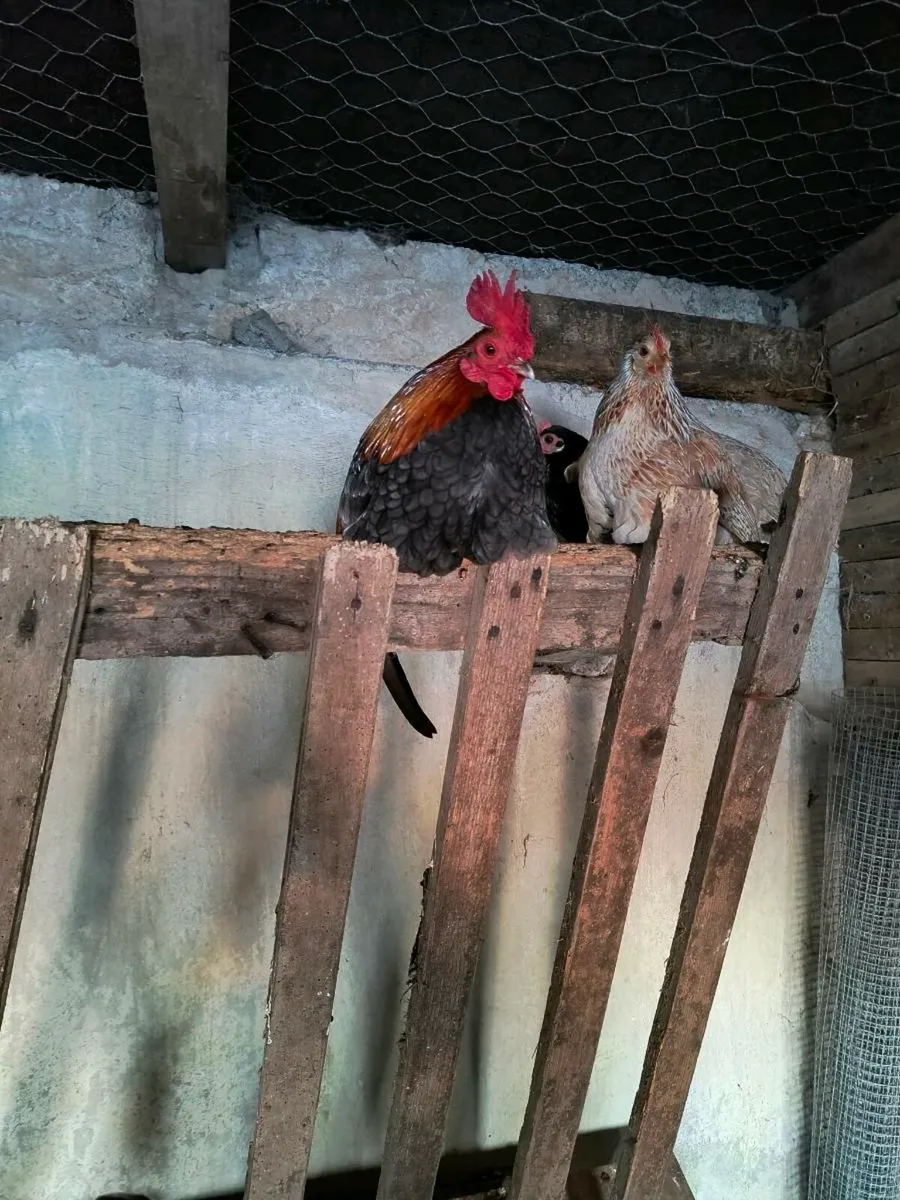 Chicks - Image 4