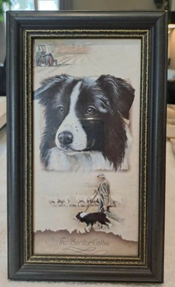 The Border Collie Picture - Image 1