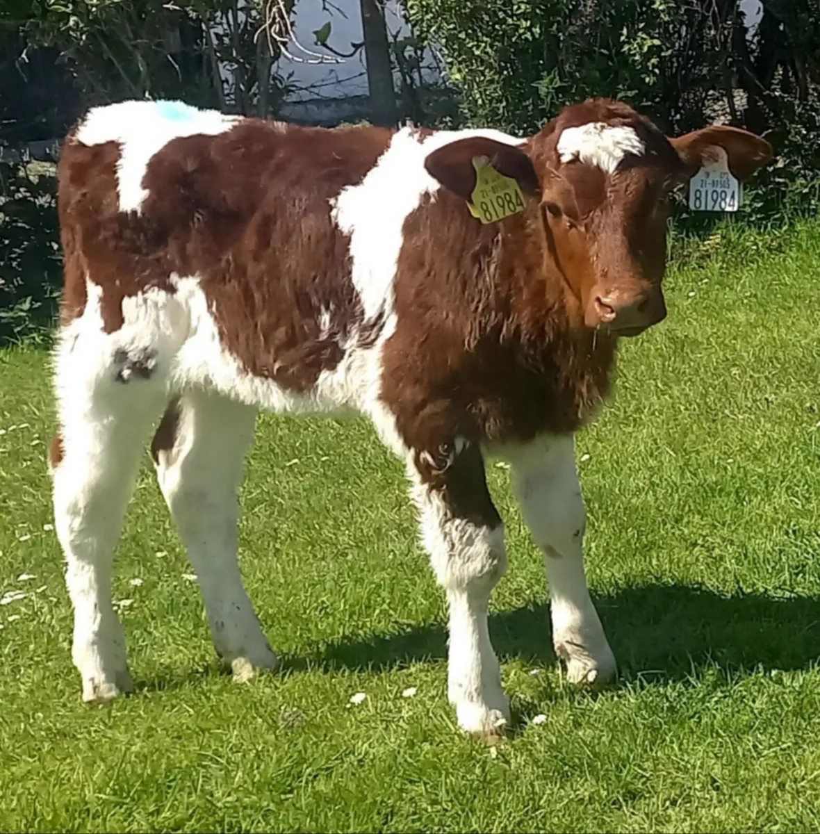 SHORTHORN  HEIFER  CALVES - Image 1