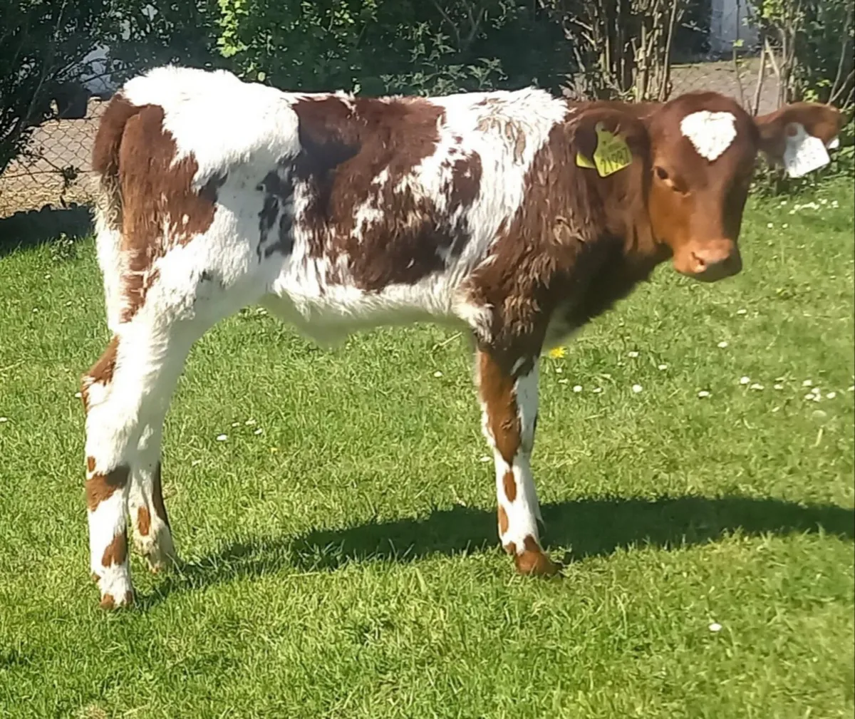 SHORTHORN  HEIFER  CALVES - Image 2