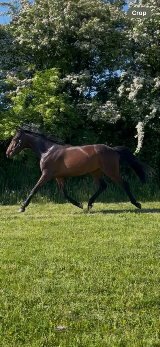3 year old gelding - Image 1