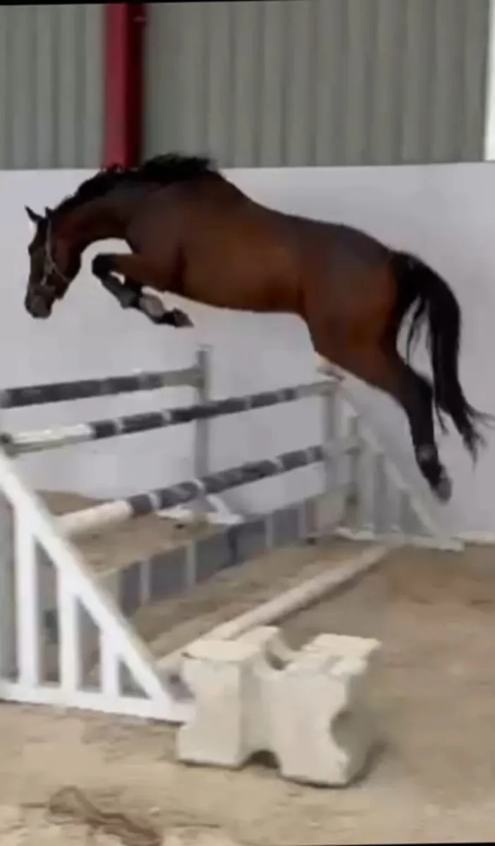3 year old gelding - Image 2
