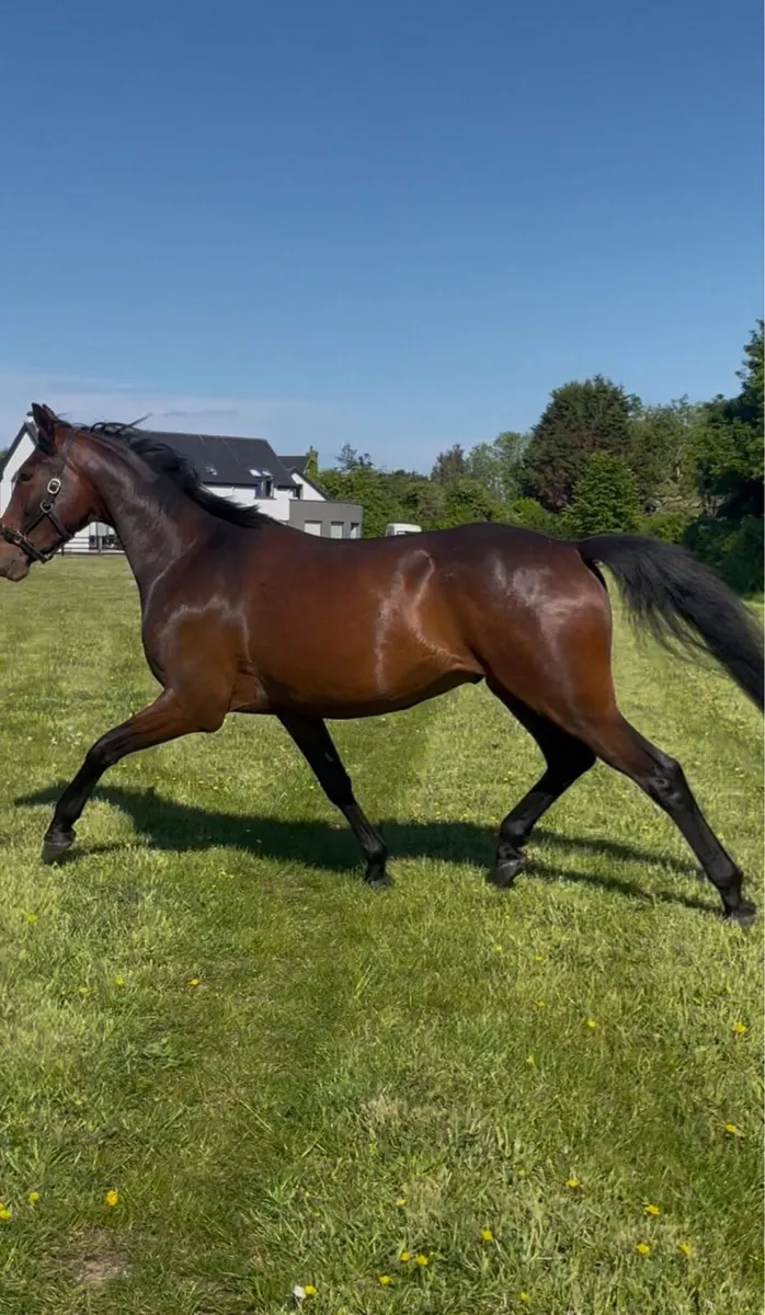 3 year old gelding - Image 3