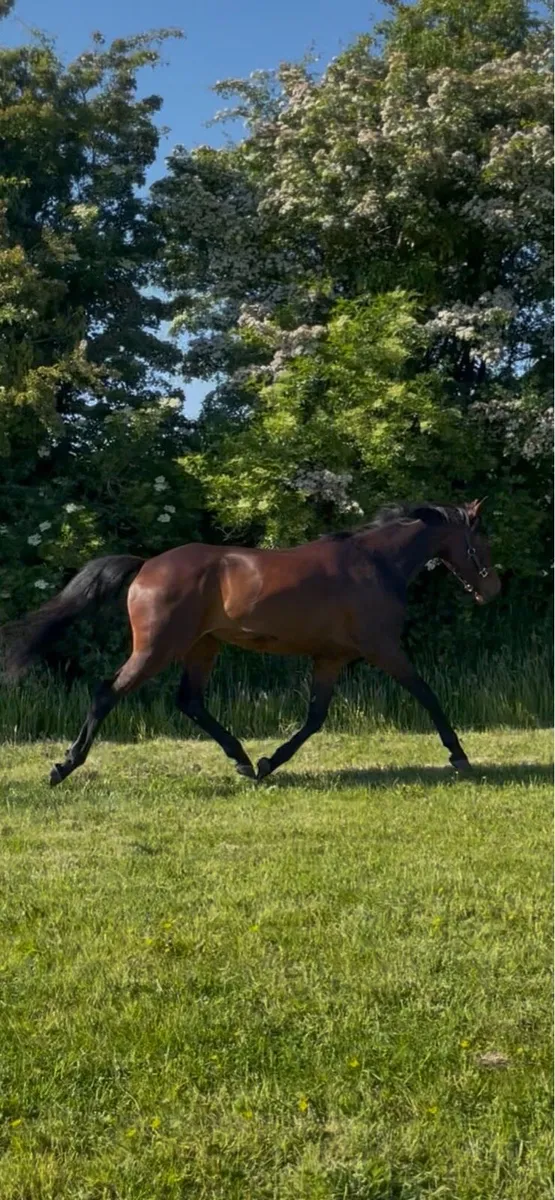 3 year old gelding - Image 4