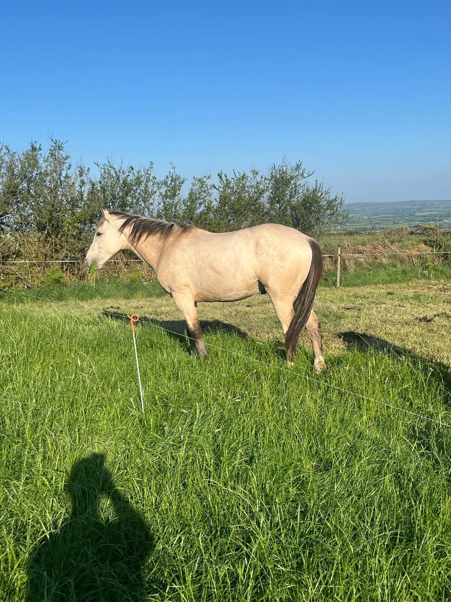 Sportshorse - Image 1