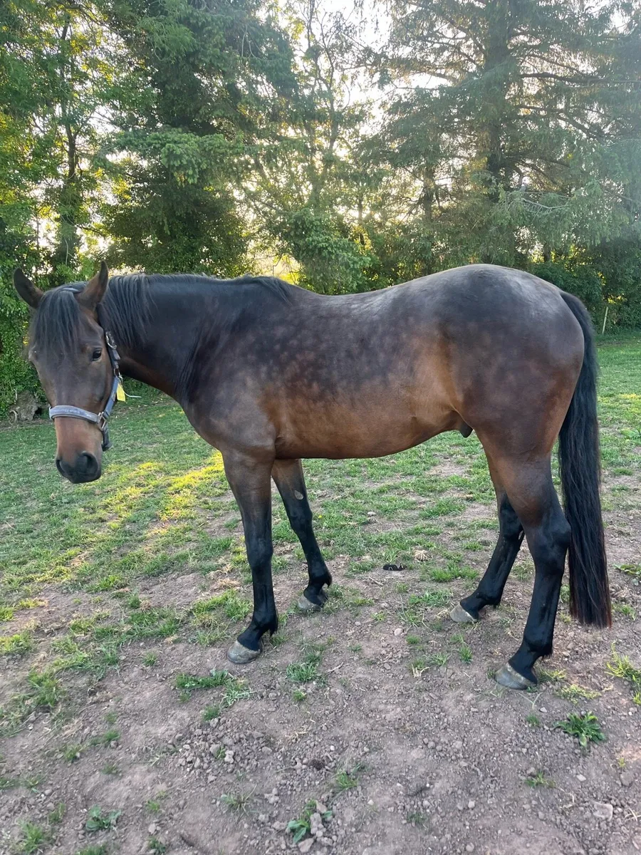 Sportshorse - Image 2
