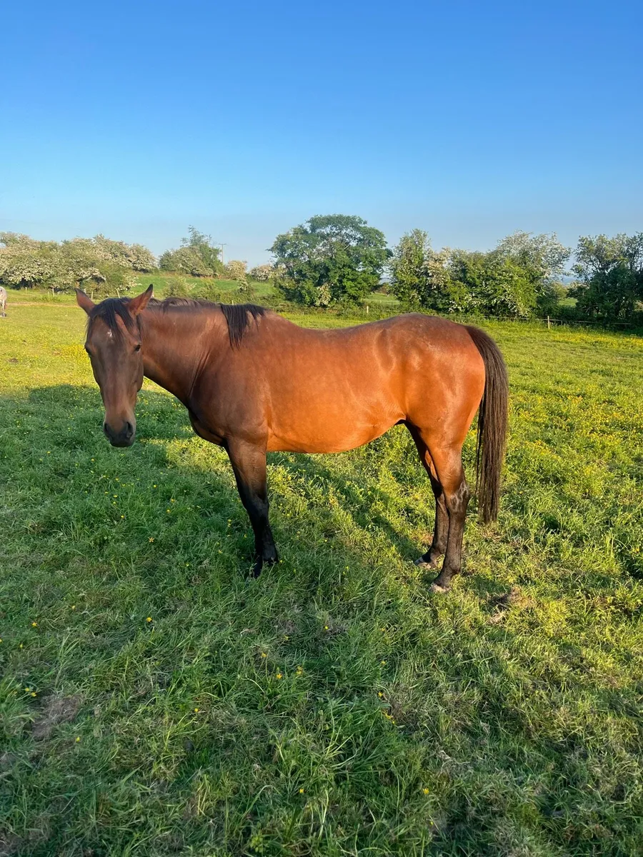 Sportshorse - Image 3