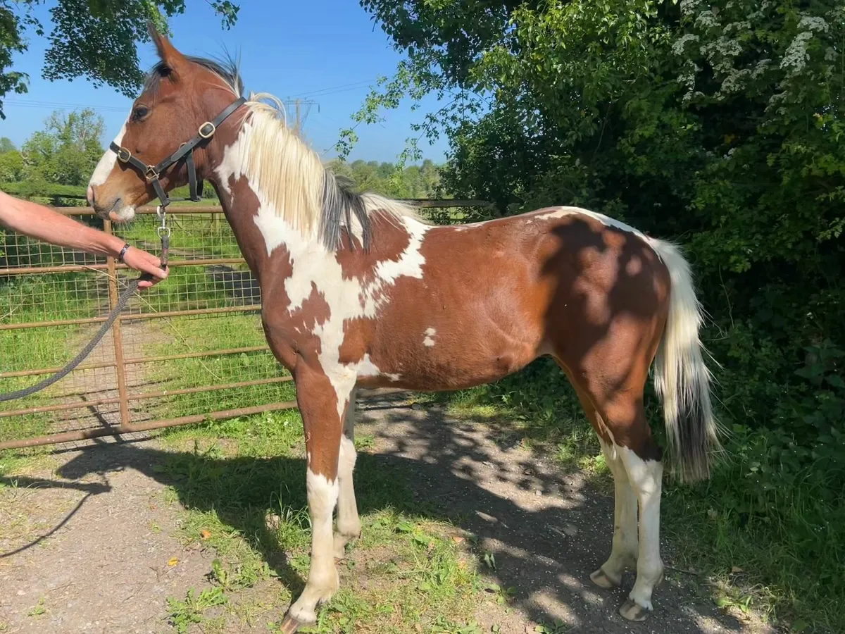 Skewbald Yearling TB X - Image 1