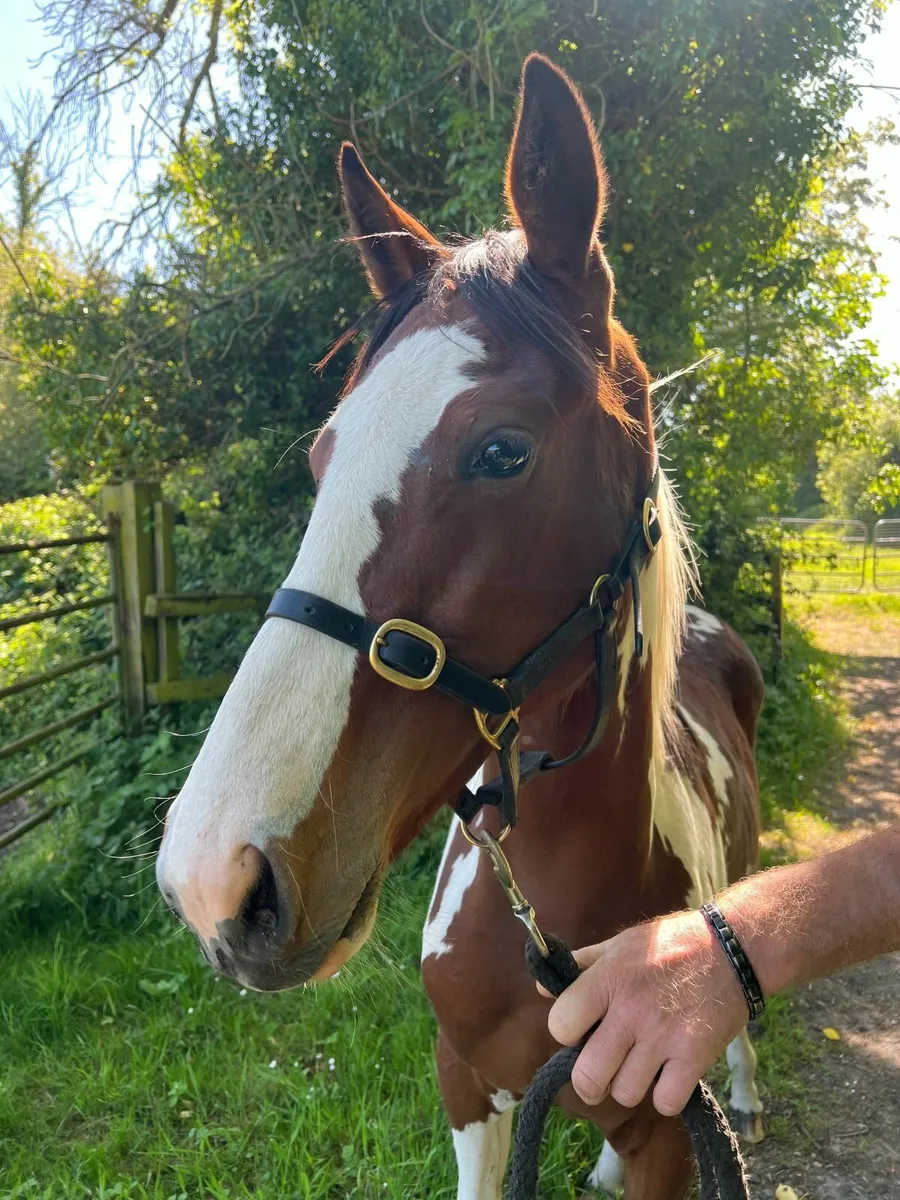Skewbald Yearling TB X - Image 2