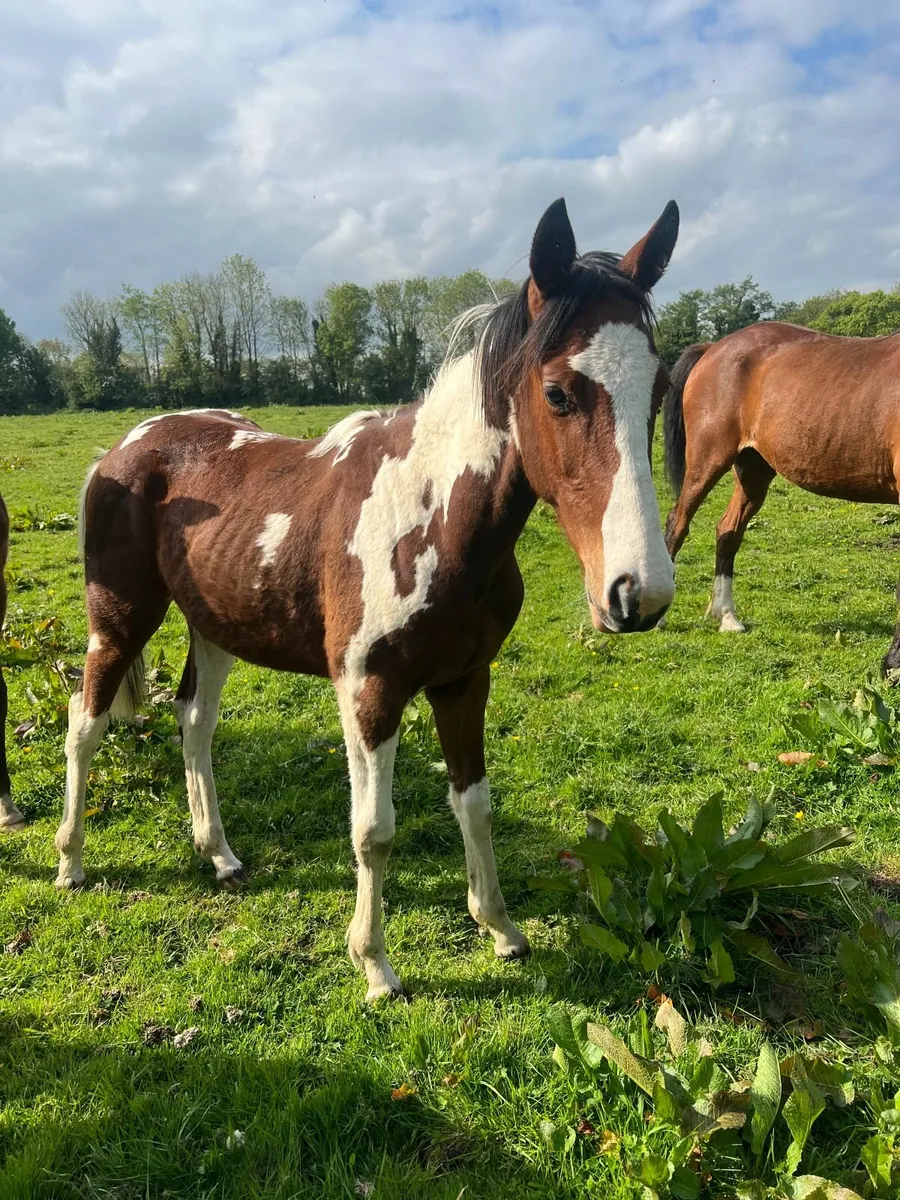 Skewbald Yearling TB X - Image 3
