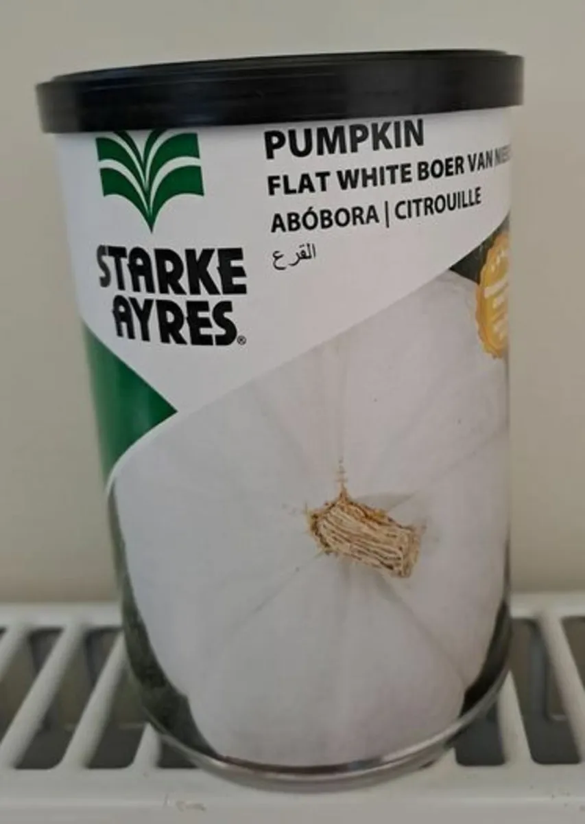 Flat white pumpkin Seeds South African - Image 3