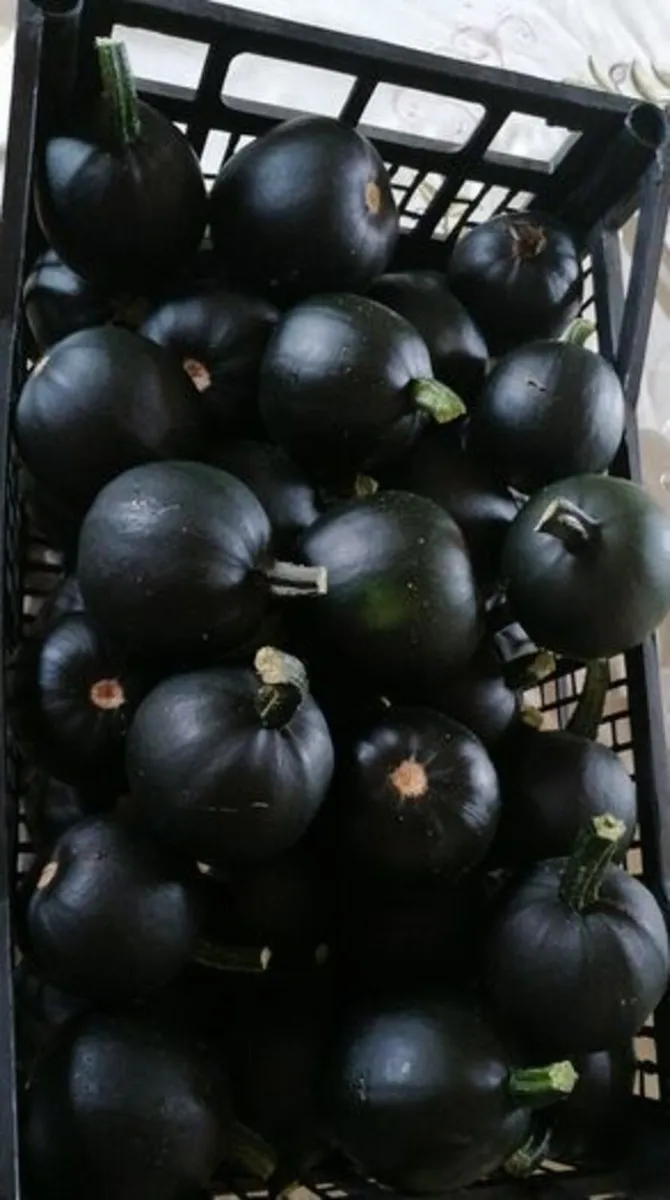 Gem squash seeds South Africa - Image 3