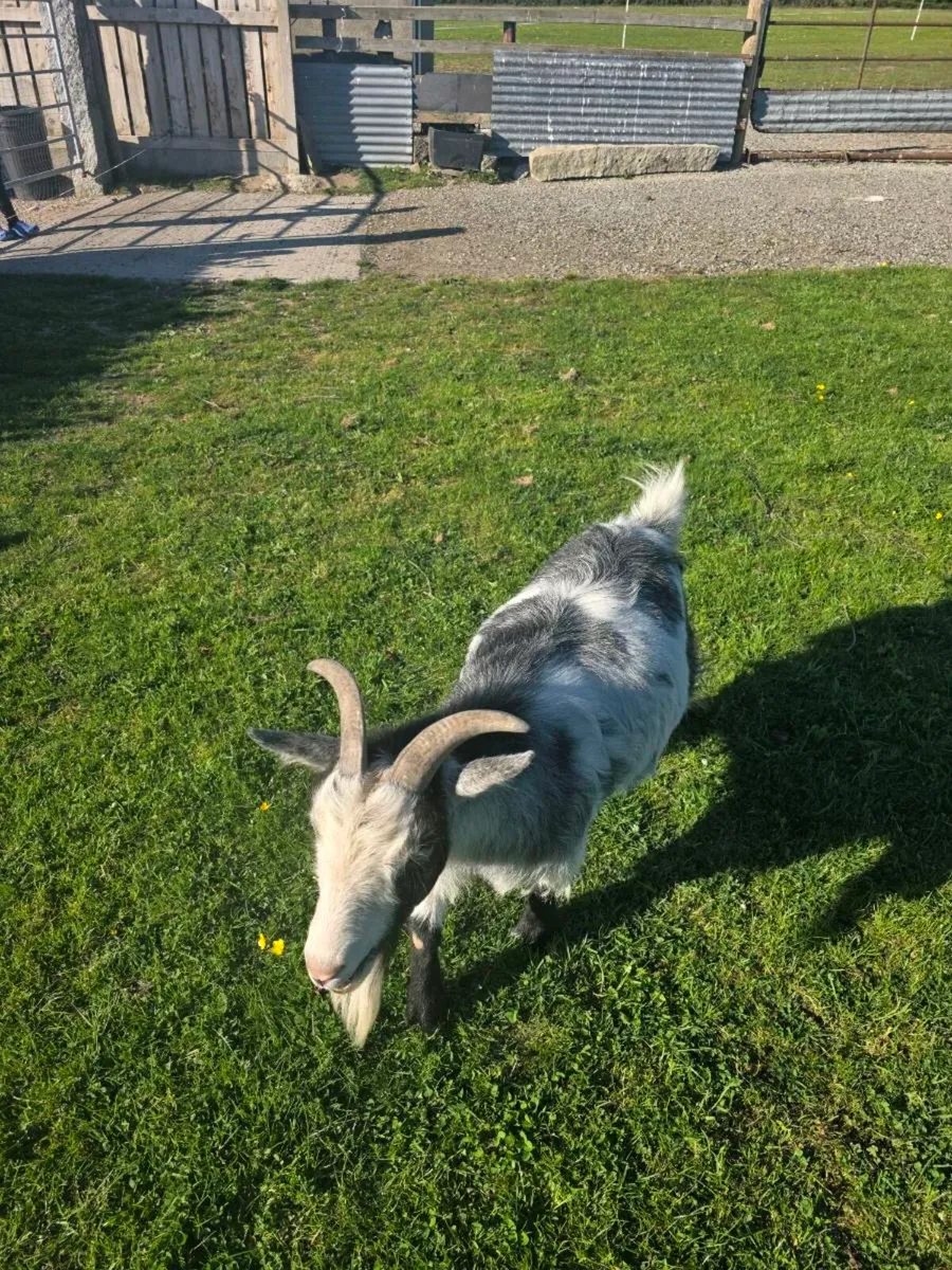 2 Pygmy Goats - Image 2