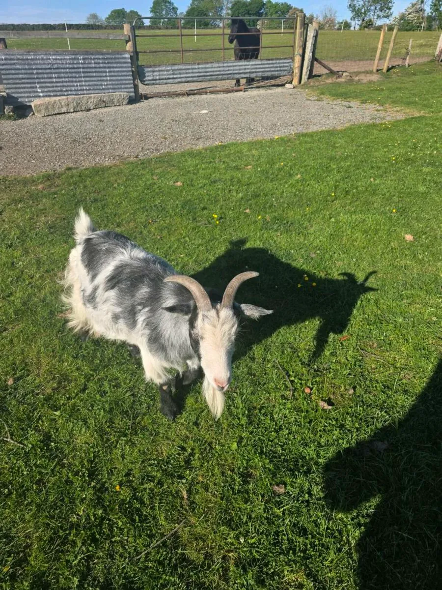 2 Pygmy Goats - Image 3