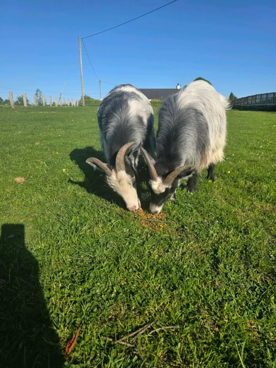 2 Pygmy Goats - Image 1