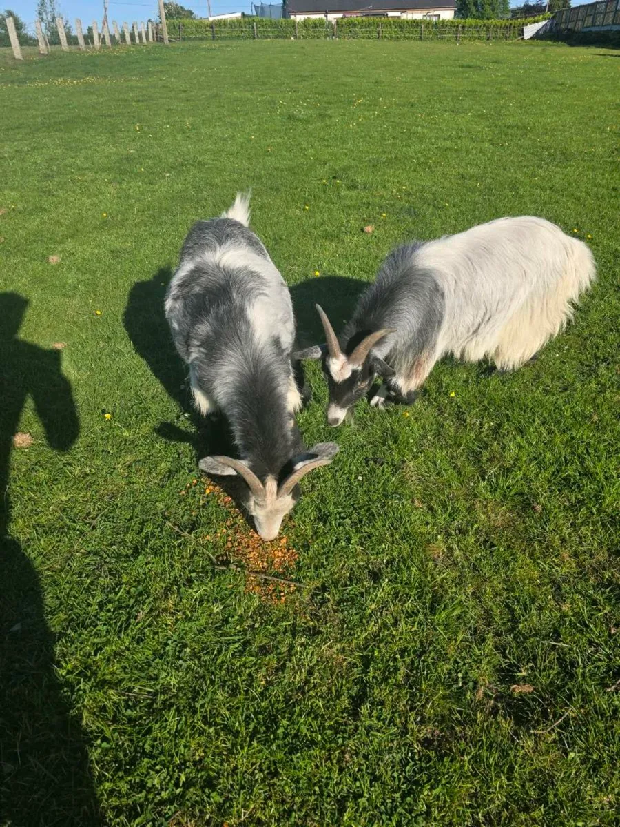 2 Pygmy Goats - Image 4