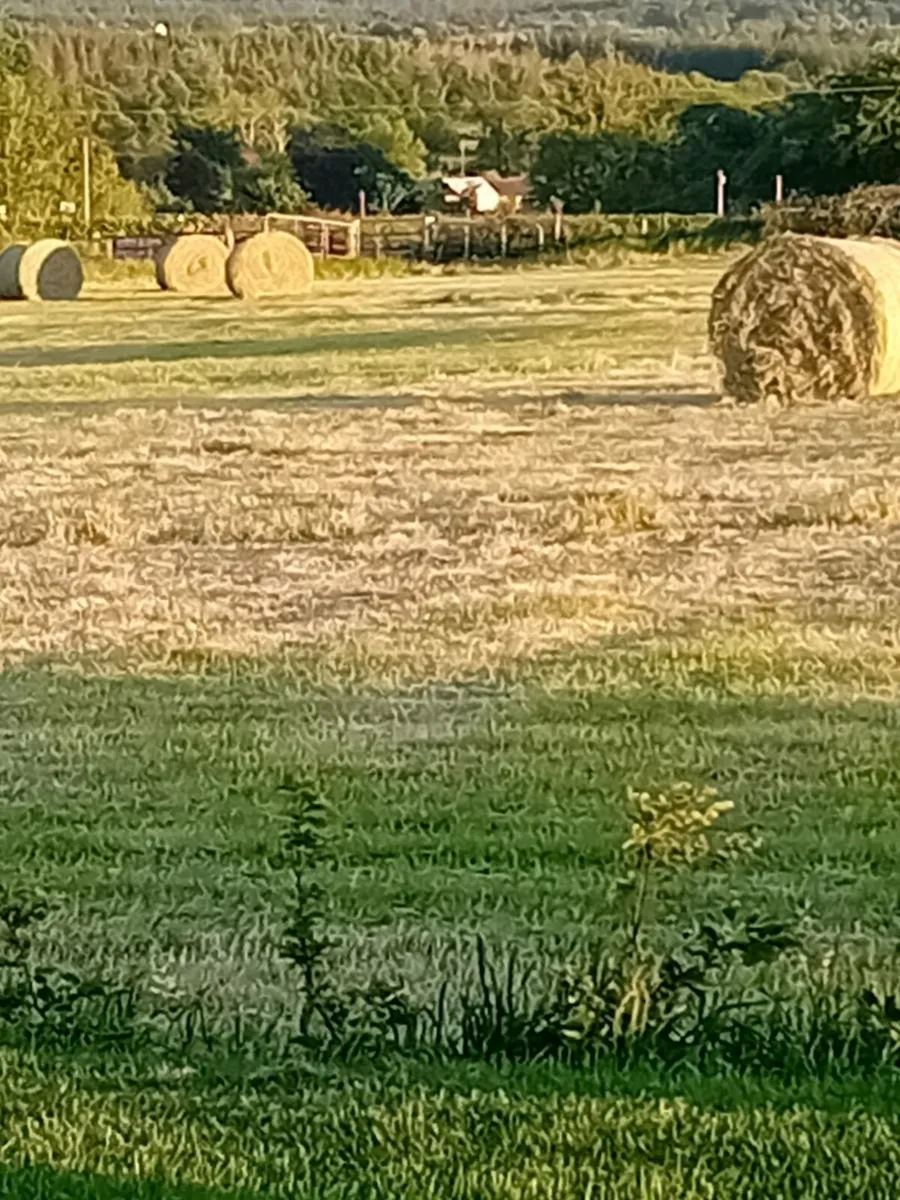Hay - Image 2